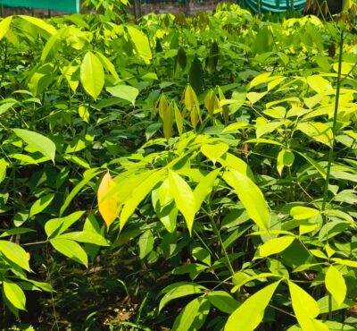 rubber plant / grafted plant / live plant