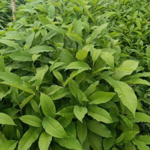 titachapa plant / seedling plant / live plants