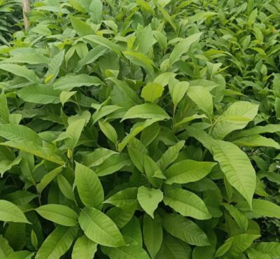titachapa plant / seedling plant / live plants