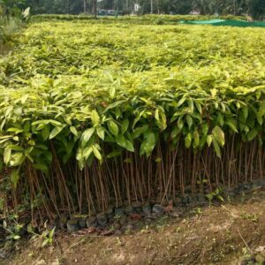 african mehegony plants / seedling plant / live plant