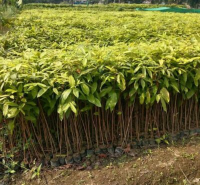 african mehegony plants / seedling plant / live plant