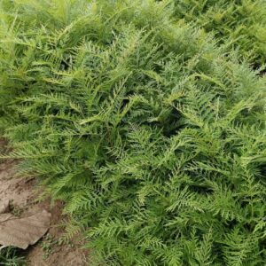 silver plant / seedling plant / live plant