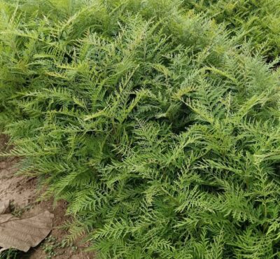 silver plant / seedling plant / live plant