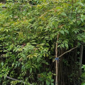 bogipoma plant / seedling plant / live plant