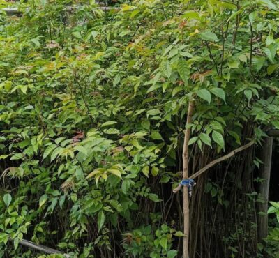 bogipoma plant / seedling plant / live plant