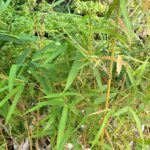yellow bamboo seedling/stamps