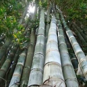 gaint bamboo / seedling plant/ live plant