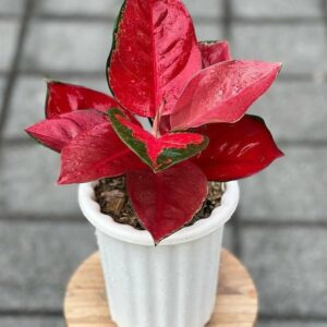 aglonema plant / live plant