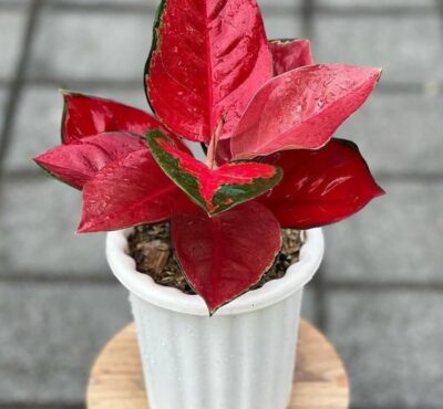 aglonema plant / live plant