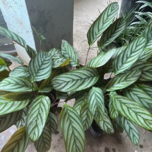 calatia plant / live plant