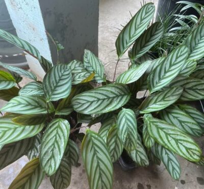 calatia plant / live plant