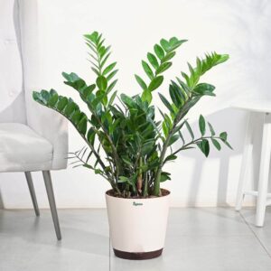 zz plant / live plant