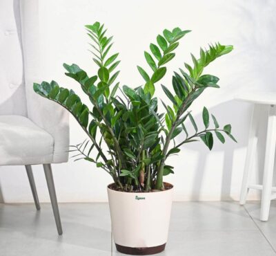 zz plant / live plant