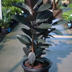 rubber plant / live plant