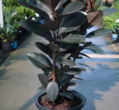 rubber plant / live plant