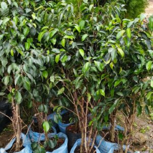 bougainville / live plant