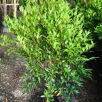 ficus cristina / red robin / live plant