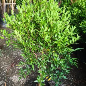 ficus cristina / red robin / live plant