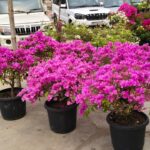 bougainville live plant