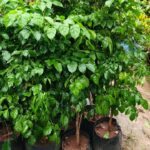 chaina doll / live plan