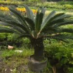 cycus palm tree / live plan