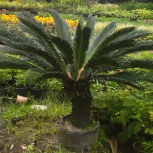 cycus palm tree / live plan