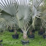 washington palm / live plant