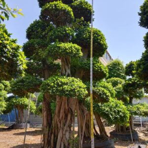 bonsai tree / live plant