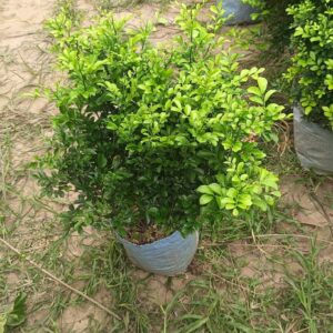 jasmine flower / live plant