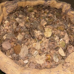 red sandalwood seeds