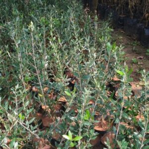 olive plants / seedling plant