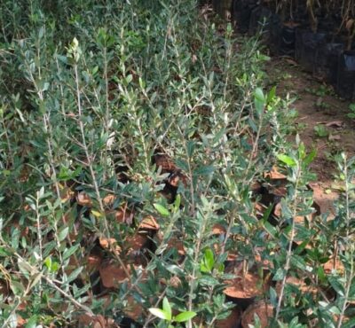 olive plants / seedling plant