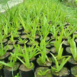 alovera plant / live plant