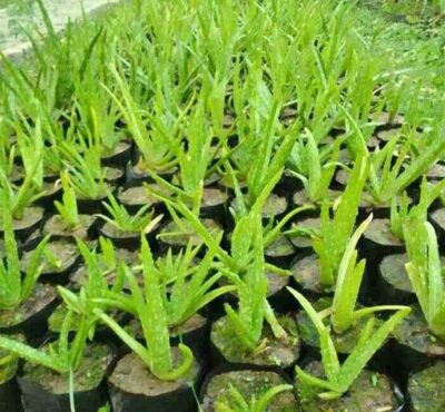 alovera plant / live plant