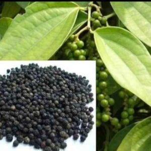 black pepper plants / seedling plant / live plant